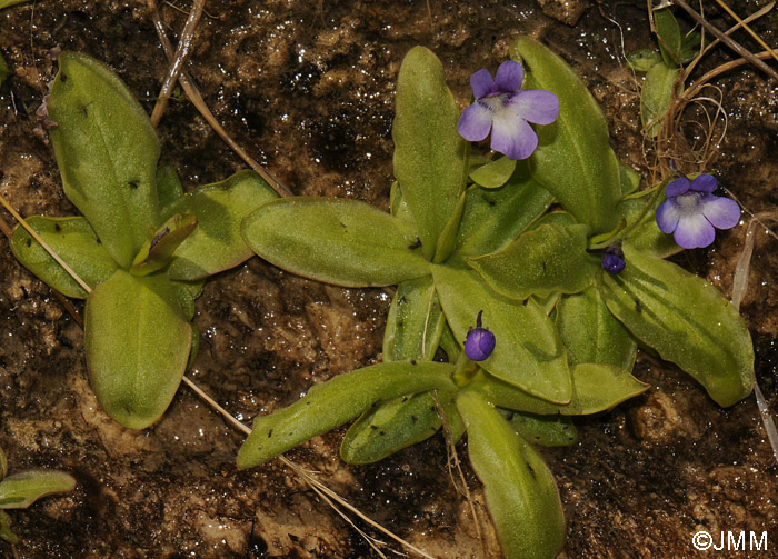 Pinguicula mundi