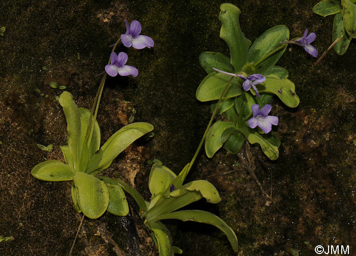 Pinguicula mundi