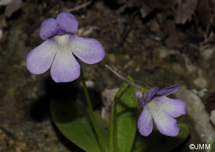 Pinguicula mundi