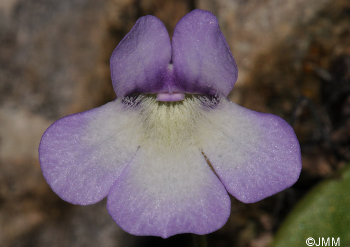 Pinguicula mundi