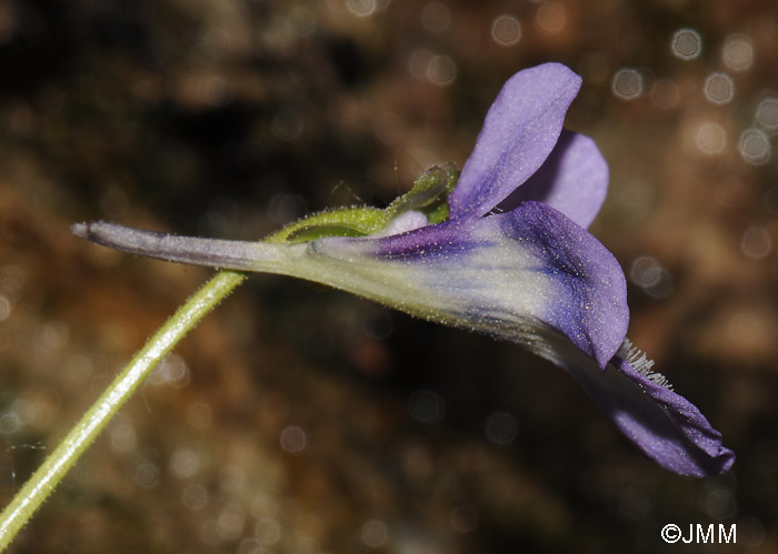 Pinguicula mundi