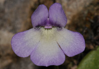 Pinguicula mundi