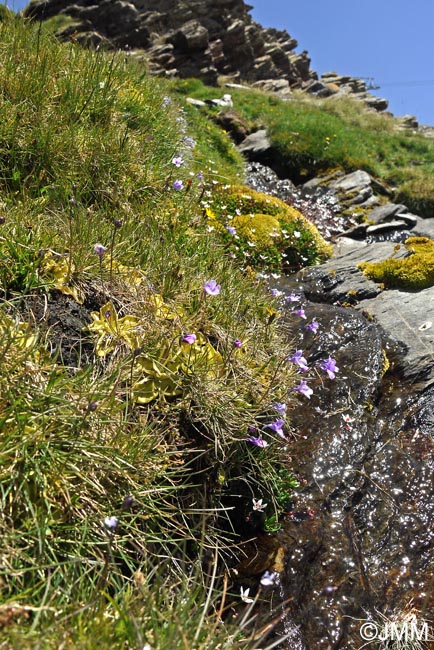 Pinguicula nevadensis