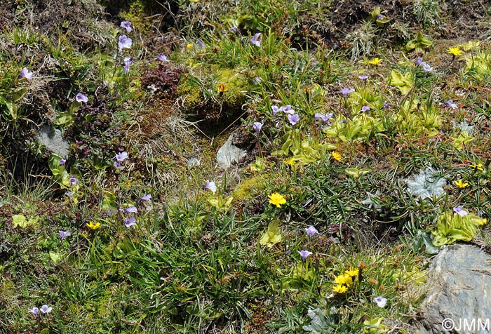 Pinguicula nevadensis, Plantago nivalis & Leontodon microcephalus