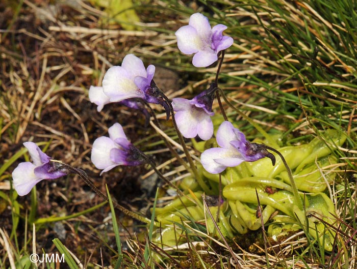 Pinguicula nevadensis