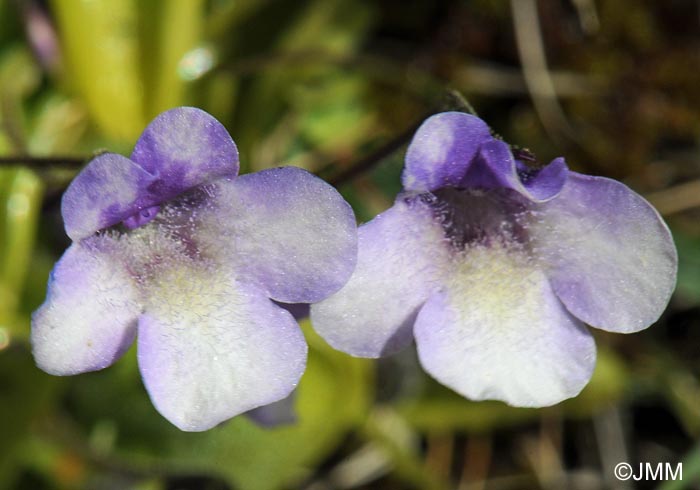 Pinguicula nevadensis