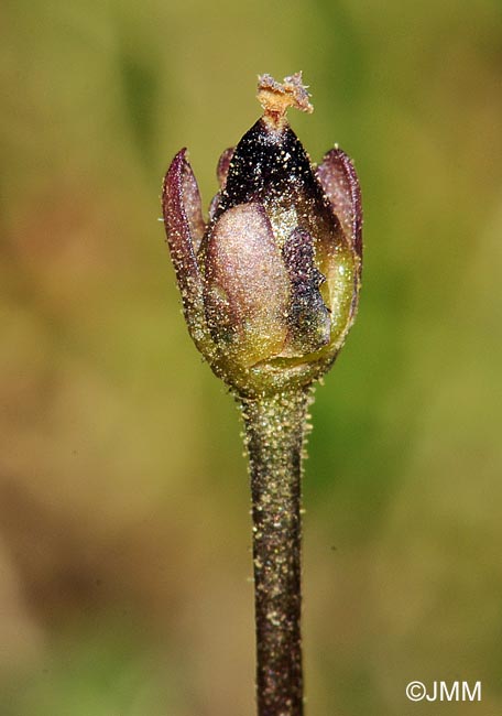 Pinguicula nevadensis : capsule