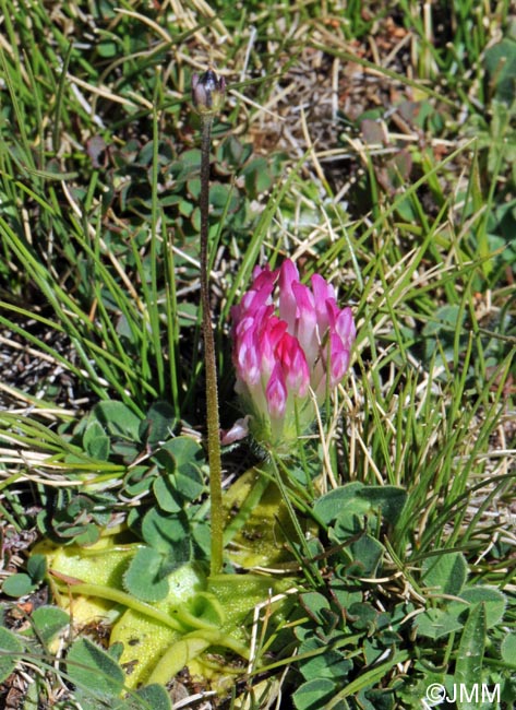 Pinguicula nevadensis