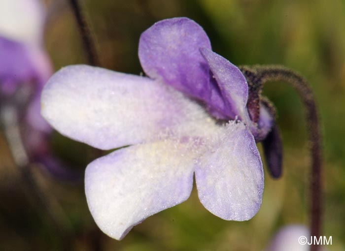 Pinguicula nevadensis