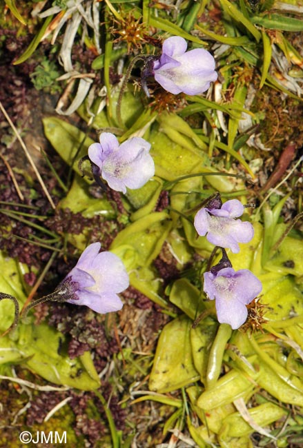 Pinguicula nevadensis