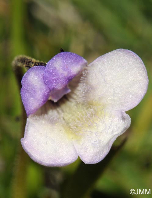 Pinguicula nevadensis