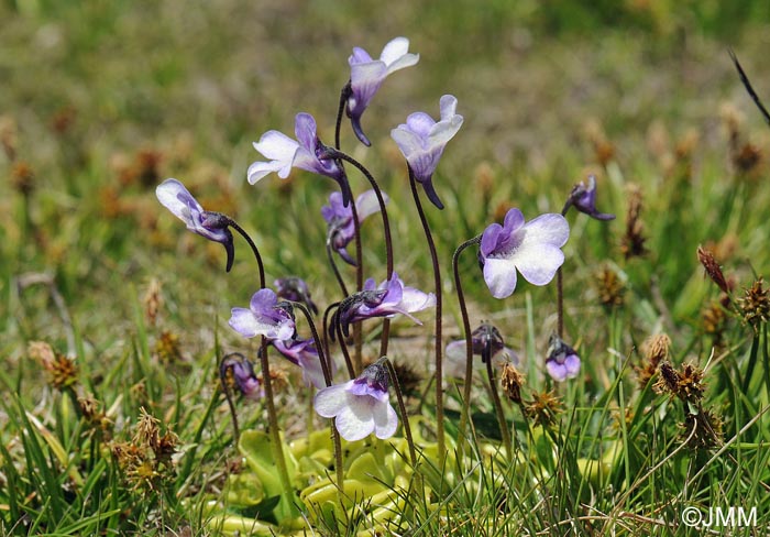 Pinguicula nevadensis & Carex nevadensis