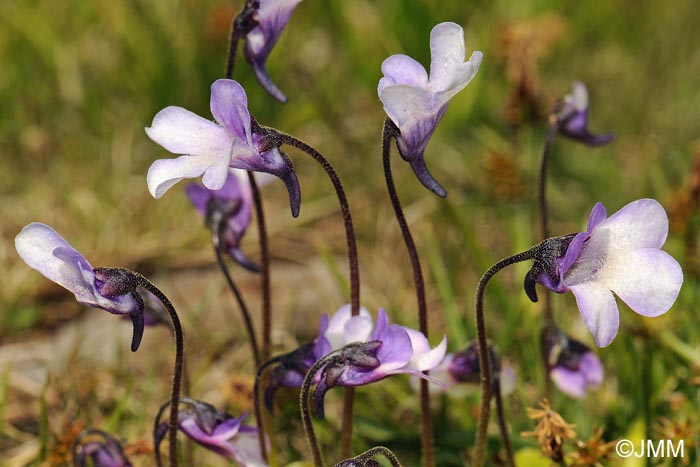 Pinguicula nevadensis