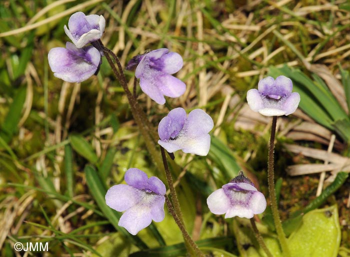 Pinguicula nevadensis