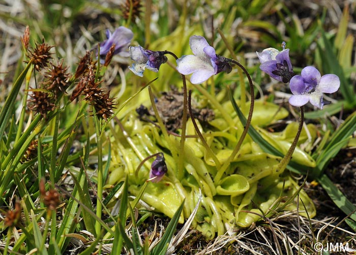 Carex nevadensis & Pinguicula nevadensis