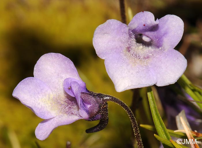 Pinguicula nevadensis