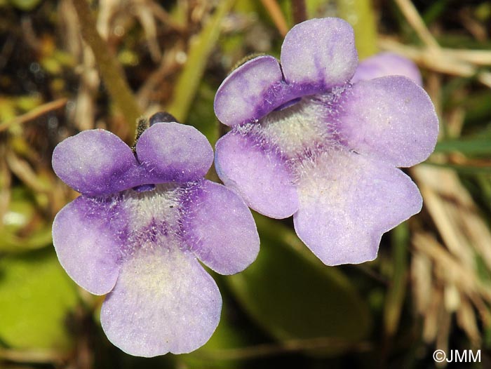 Pinguicula nevadensis