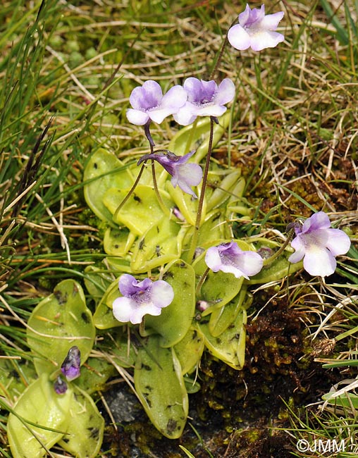 Pinguicula nevadensis