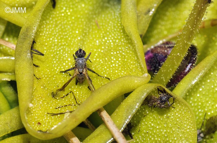 Pinguicula nevadensis