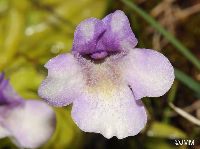 Pinguicula nevadensis