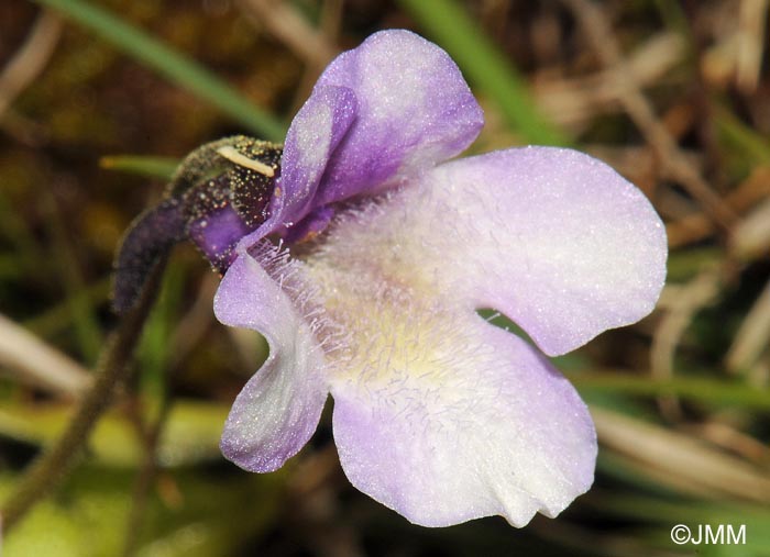 Pinguicula nevadensis