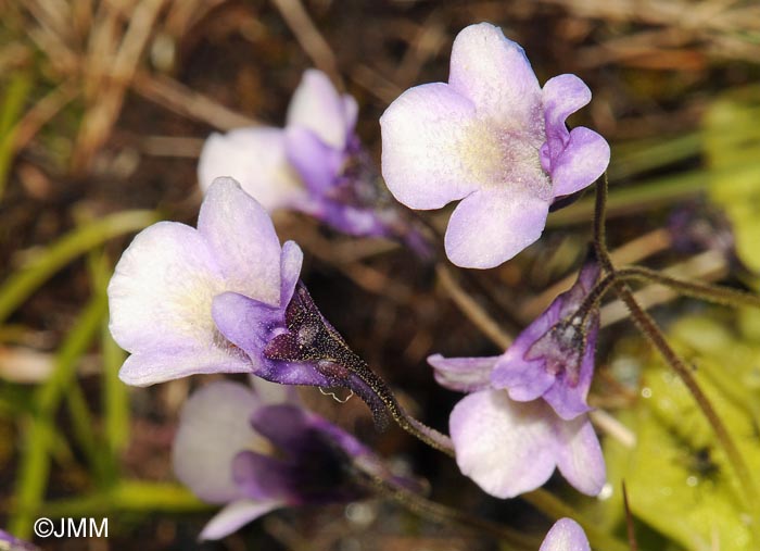 Pinguicula nevadensis