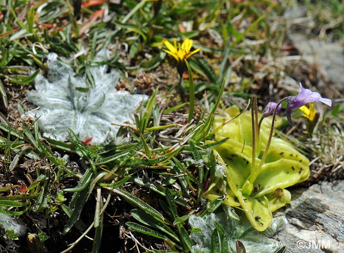 Pinguicula nevadensis, Plantago nivalis & Leontodon microcephalus