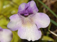 Pinguicula nevadensis