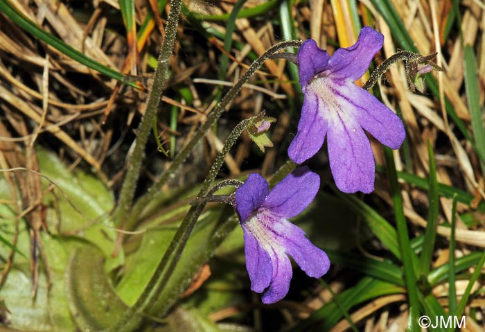 Pinguicula poldinii