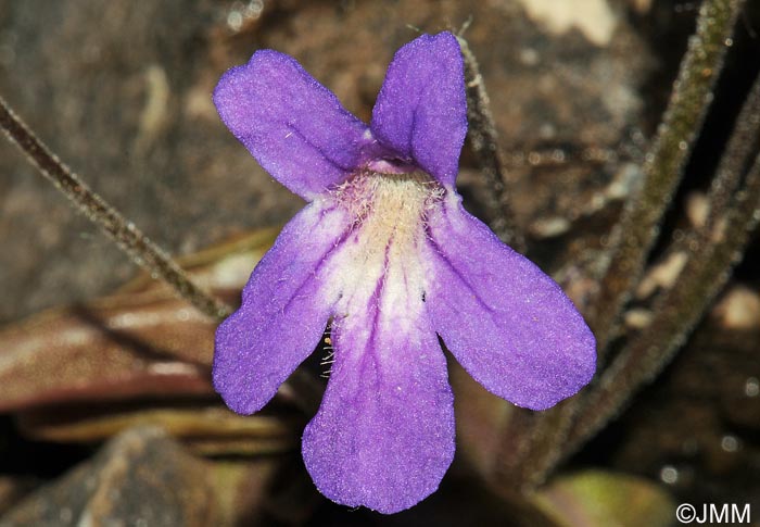 Pinguicula poldinii