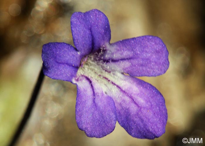 Pinguicula poldinii