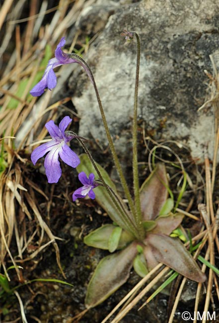 Pinguicula poldinii