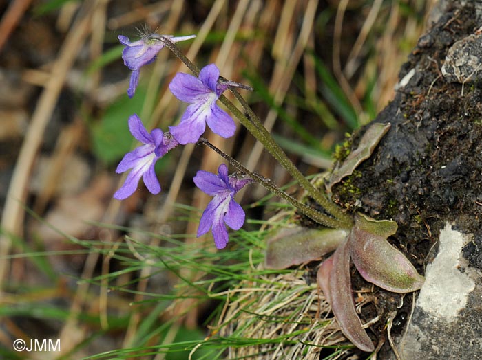 Pinguicula poldinii