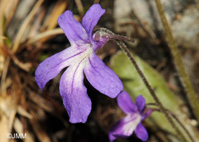 Pinguicula poldinii