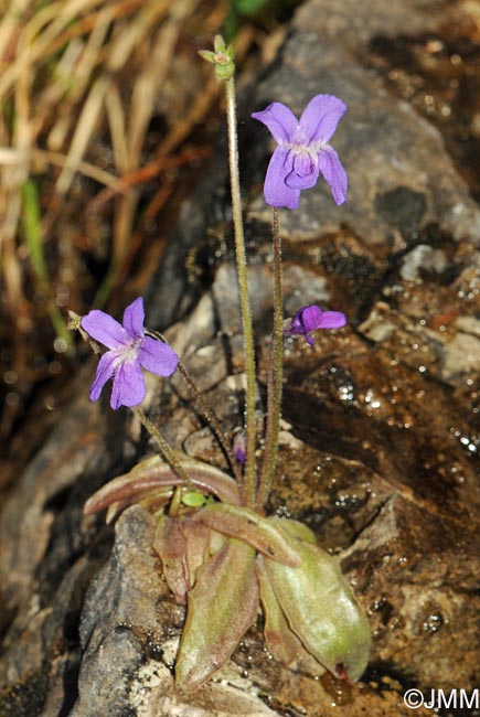 Pinguicula poldinii