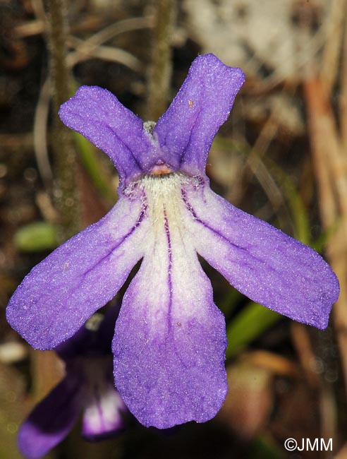 Pinguicula poldinii