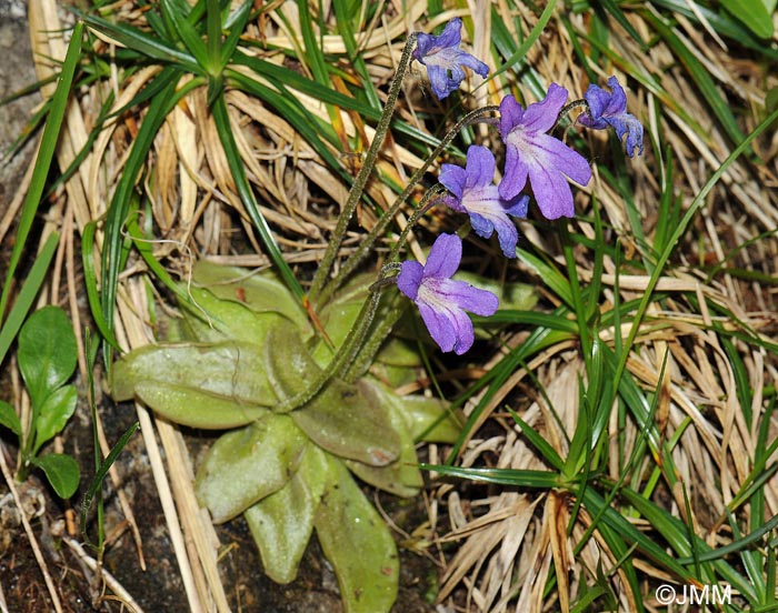 Pinguicula poldinii