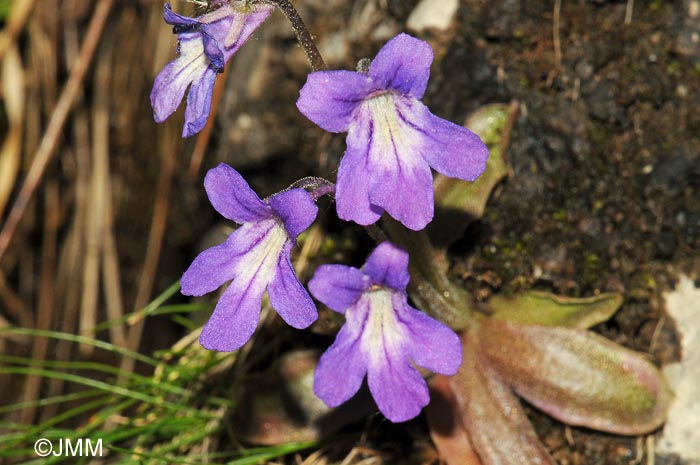 Pinguicula poldinii