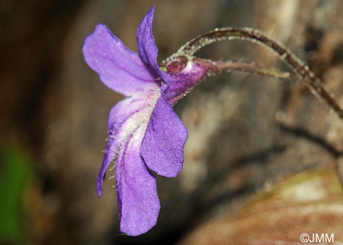 Pinguicula poldinii