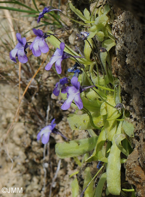 Pinguicula reichenbachiana = Pinguicula longifolia subsp. reichenbachiana