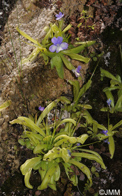 Pinguicula reichenbachiana = Pinguicula longifolia subsp. reichenbachiana
