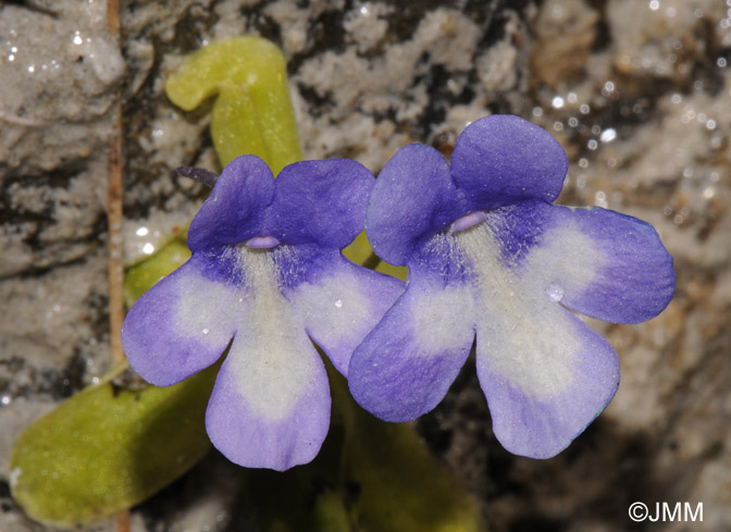 Pinguicula reichenbachiana = Pinguicula longifolia subsp. reichenbachiana