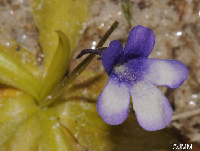 Pinguicula reichenbachiana = Pinguicula longifolia subsp. reichenbachiana