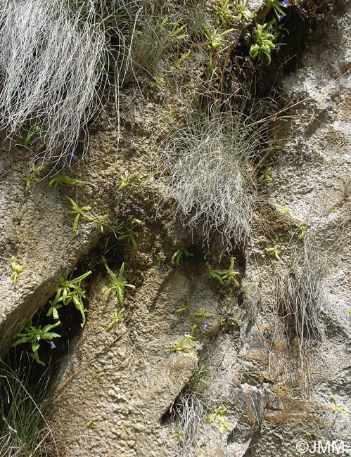 Pinguicula reichenbachiana = Pinguicula longifolia subsp. reichenbachiana