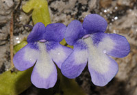 Pinguicula longifolia subsp. reichenbachiana