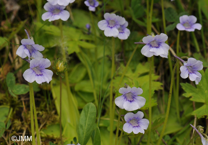 Pinguicula reuteri