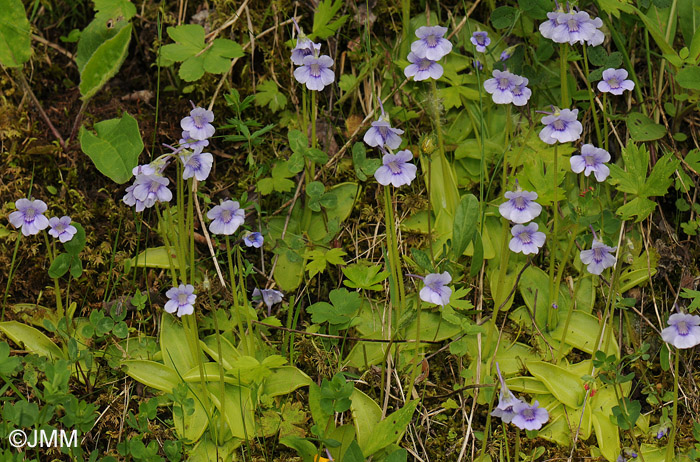 Pinguicula reuteri