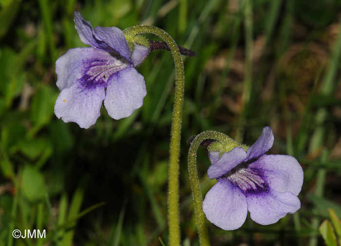 Pinguicula reuteri