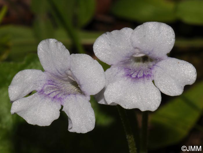 Pinguicula reuteri "f. alba"