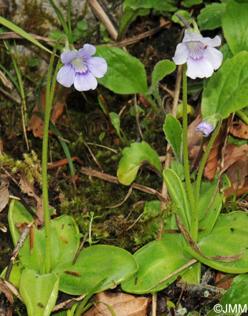 Pinguicula reuteri et "f. alba"